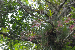 Vriesea philippocoburgi