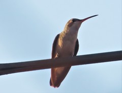 Leucolia violiceps