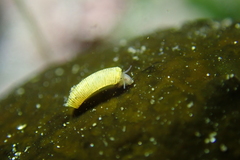 Caecum californicum