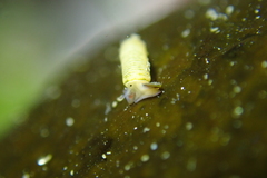 Caecum californicum