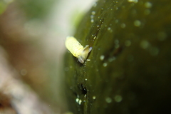 Caecum californicum