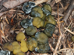 Hypomyces leotiicola