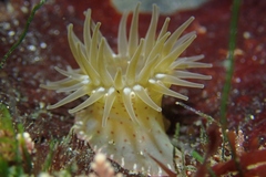 Anthopleura mariae