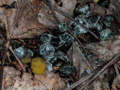 Hypomyces leotiicola