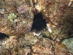 Echinothrix diadema