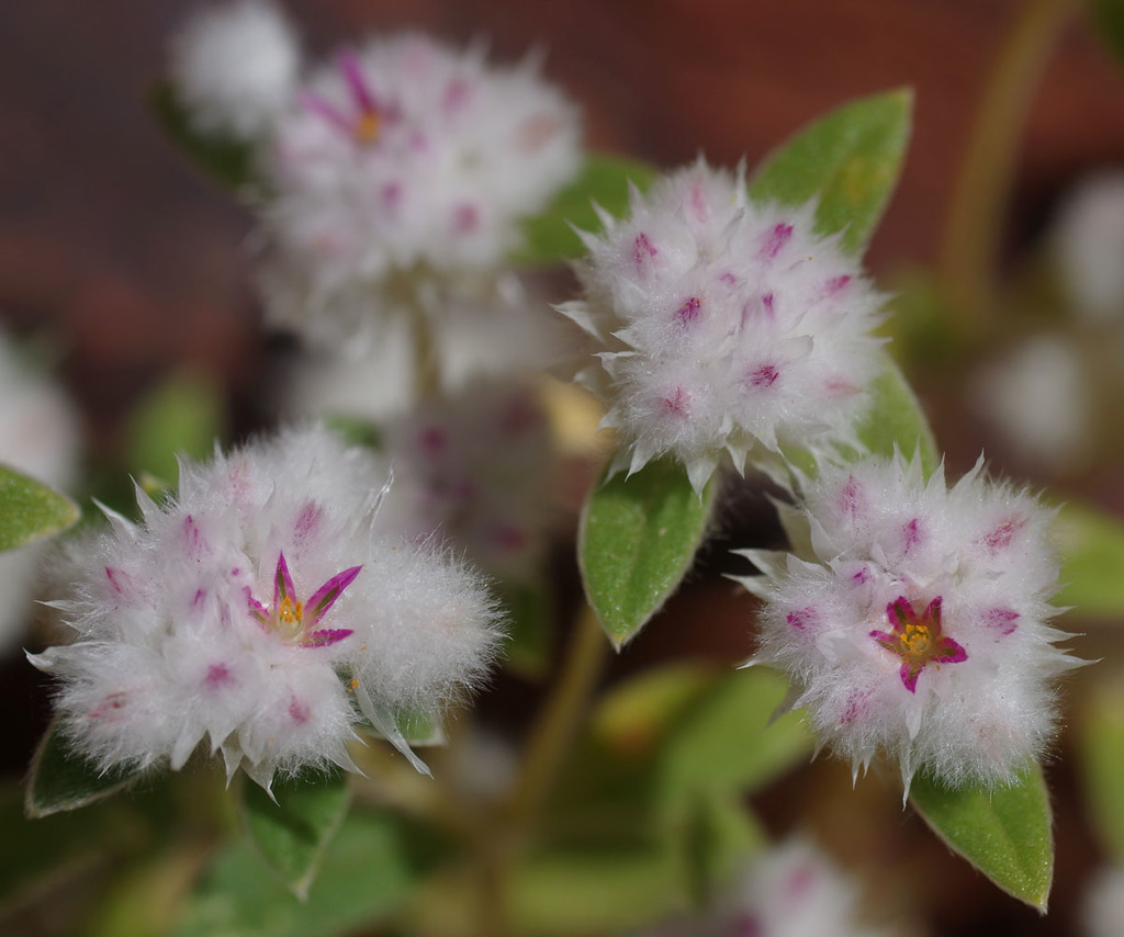 Gomphrena cunninghamii