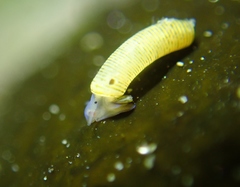 Caecum californicum