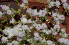 Gomphrena cunninghamii