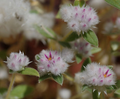 Gomphrena cunninghamii
