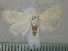 Earias paralella