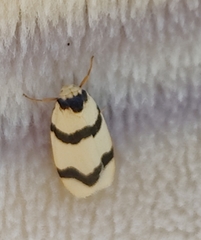 Padenia transversa