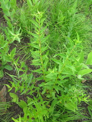 Scutellaria baicalensis