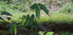 Begonia maculata