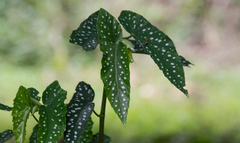 Begonia maculata
