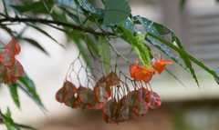 Begonia maculata