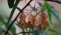 Begonia maculata