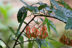 Begonia maculata