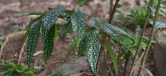 Begonia maculata