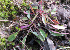 Penstemon subserratus