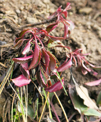 Penstemon subserratus