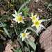 Tulipa biflora - Photo (c) Наталья Бешко, alguns direitos reservados (CC BY-NC), uploaded by Наталья Бешко