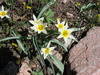 Tulipa biflora - Photo (c) Наталья Бешко, some rights reserved (CC BY-NC), uploaded by Наталья Бешко