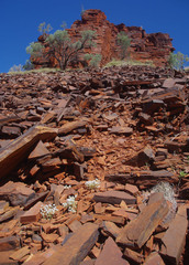 Gomphrena cunninghamii