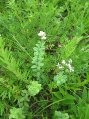 Galium platygalium