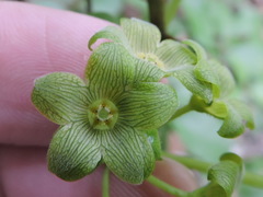 Matelea edwardsensis