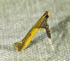 Caloptilia azaleella