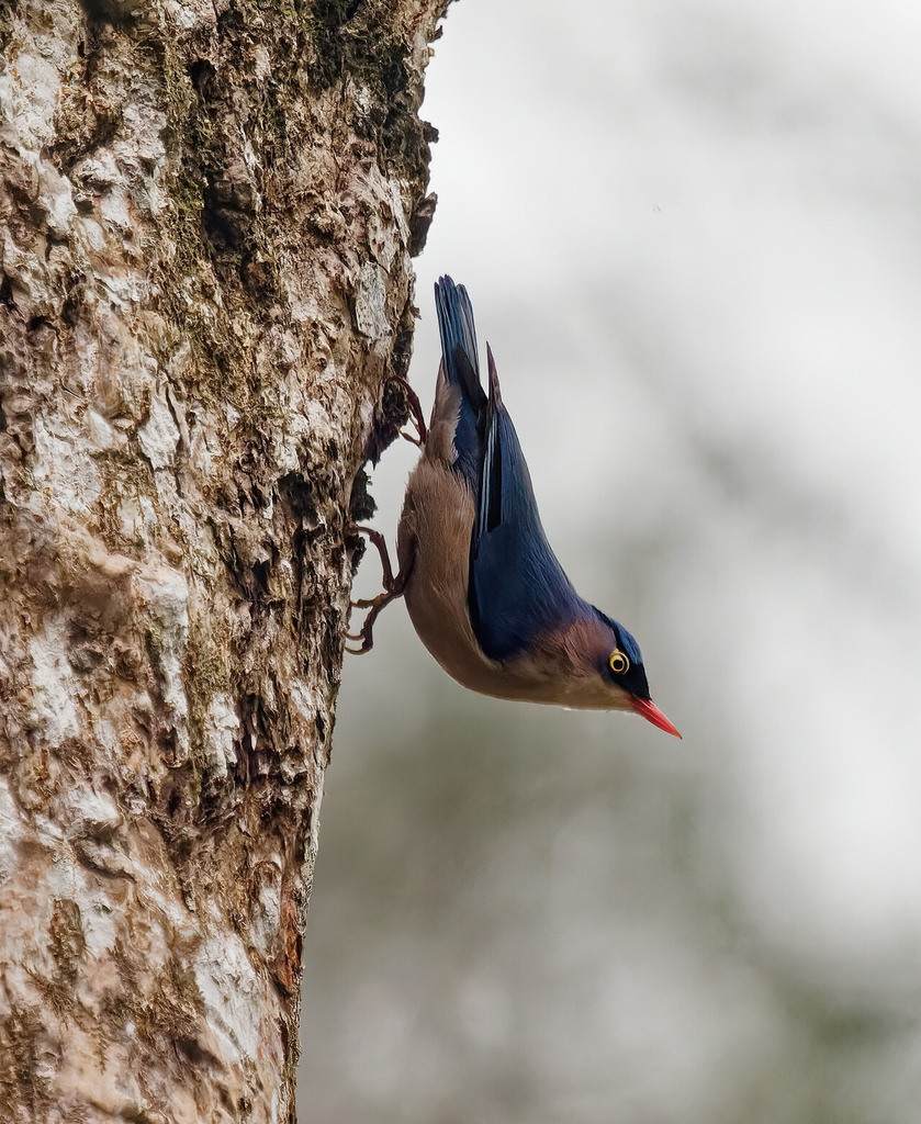 Velvet-Fronted Nuthatch