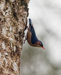 Velvet-Fronted Nuthatch photo 1
