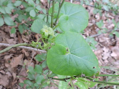 Matelea edwardsensis