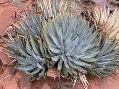 Agave utahensis