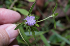 Centratherum riparium