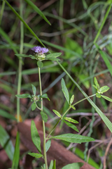 Centratherum riparium