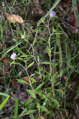 Centratherum riparium