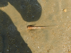 Turritella columnaris