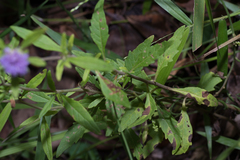 Centratherum riparium