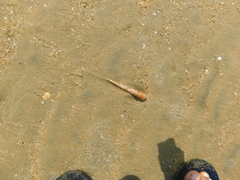 Turritella columnaris