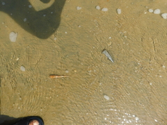 Turritella columnaris