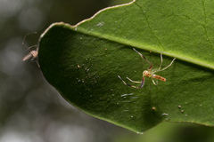 Astilodes mariae