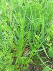 Scutellaria baicalensis