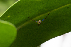 Astilodes mariae