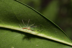 Astilodes mariae