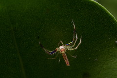 Astilodes mariae