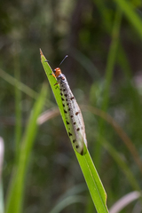 Myrmeleon erythrocephalus