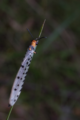 Myrmeleon erythrocephalus