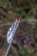 Myrmeleon erythrocephalus