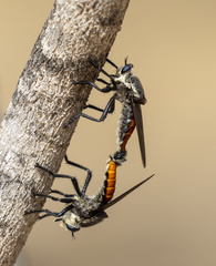 Blepharotes coriarius